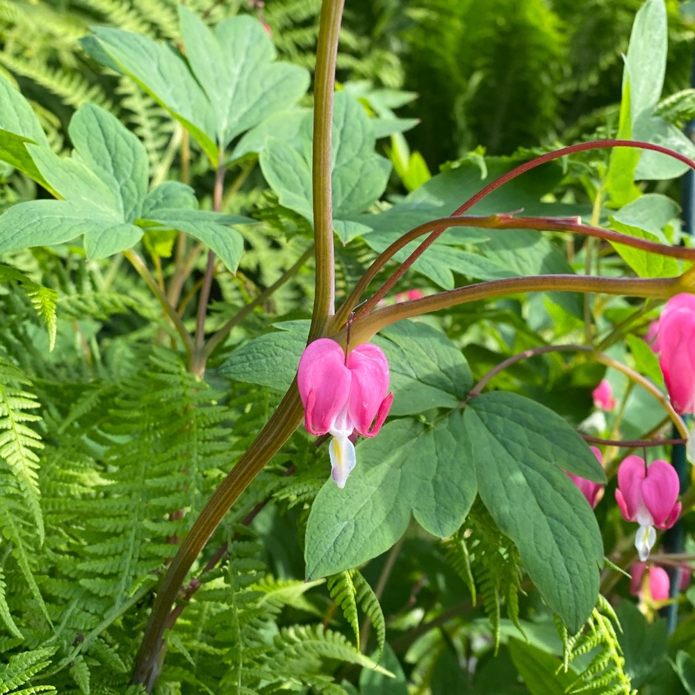 Meet your Posher, Samantha